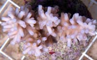 Acropora Carolina