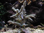 Acropora Formosa