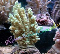 Acropora Kimbensis