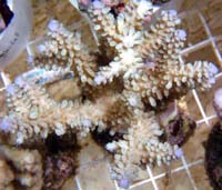 Acropora Sp