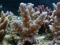 Acropora Sp