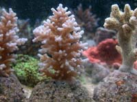 Acropora Sp