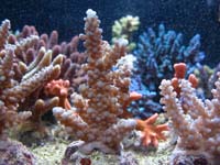 Acropora Sp