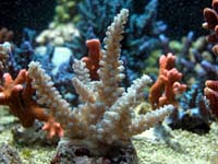 Acropora Sp