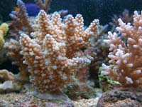 Acropora Sp