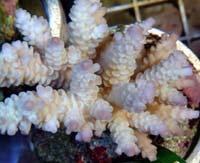 Acropora Tenuis