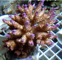 Acropora Valida