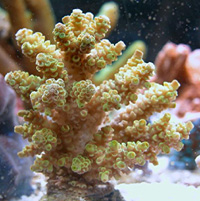 Acropora Tenuis