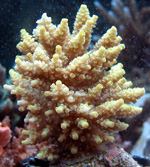 Acropora Sp