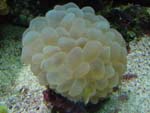 Bubble Coral