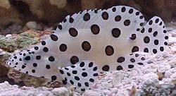Cromileptes Altivelis
