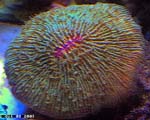 Fungia Coral