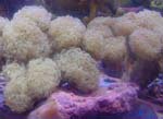 Hammer Rose Coral