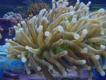 Long Tentacle Plate Coral