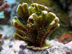 Montipora Confusa