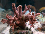 Montipora Digitata