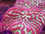 Platygyra Coral