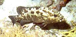 Epinephelus Fuscoguttatus