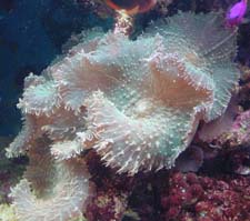 Mushroom Coral