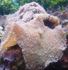 Mushroom Coral